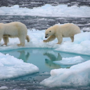 Ghiaccio marino artico si scioglierà in estate già prima del 2050