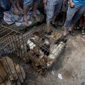 Cina, cani e gatti non si possono più mangiare: esclusi dalla lista degli animali commestibili