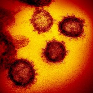 Coronavirus "europeo" più contagioso dell'originale. Lo studio: "E' mutato in Europa e Nord America"