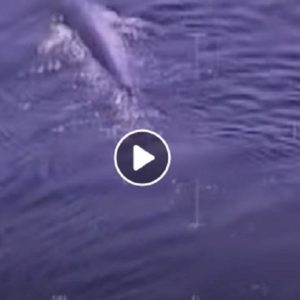 isola elba balena