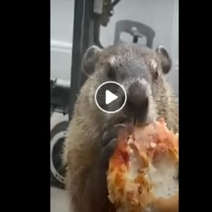 marmota mangia pizza