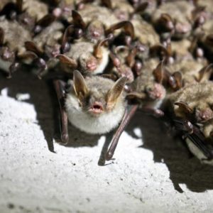 Pipistrelli nursery in soffitta in Friuli: la casa che ne ospita almeno 500