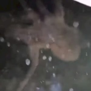 Venezia, dopo la medusa avvistato un polpo nel Canal Grande VIDEO