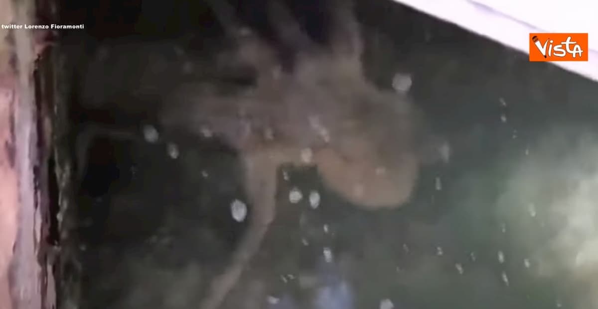 Venezia, dopo la medusa avvistato un polpo nel Canal Grande VIDEO