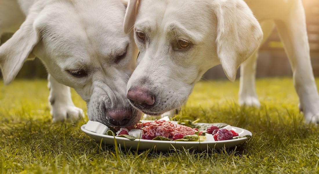 Coronavirus, i cani possono odorarne l'odore? Scienziati li stanno addestrando