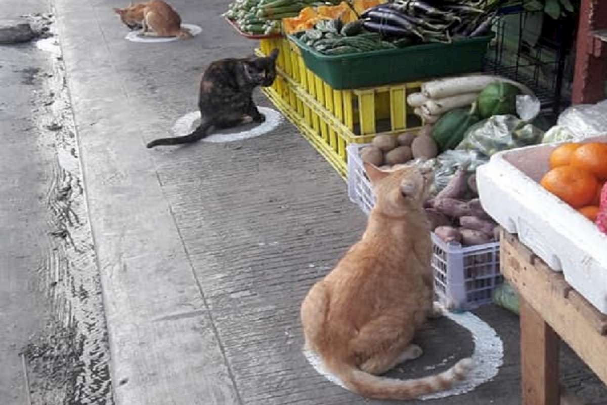gatti nel cerchio filippine