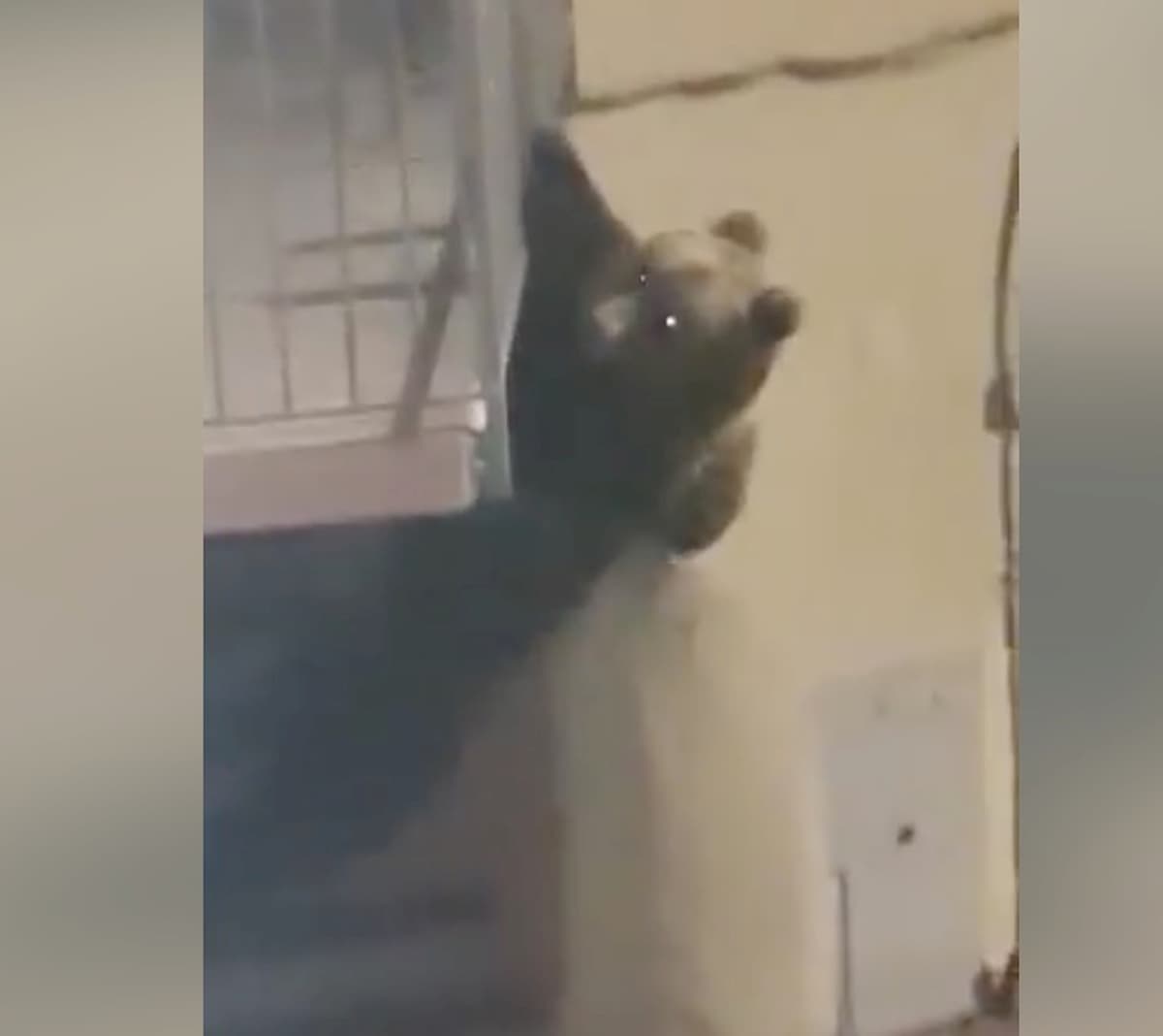 Calliano (Trento), orso si arrampica sul balcone di una palazzina VIDEO