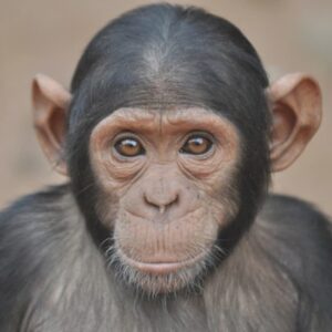 Gli scimpanzé muovono le labbra come gli umani. E "parlano" con ritmi diversi
