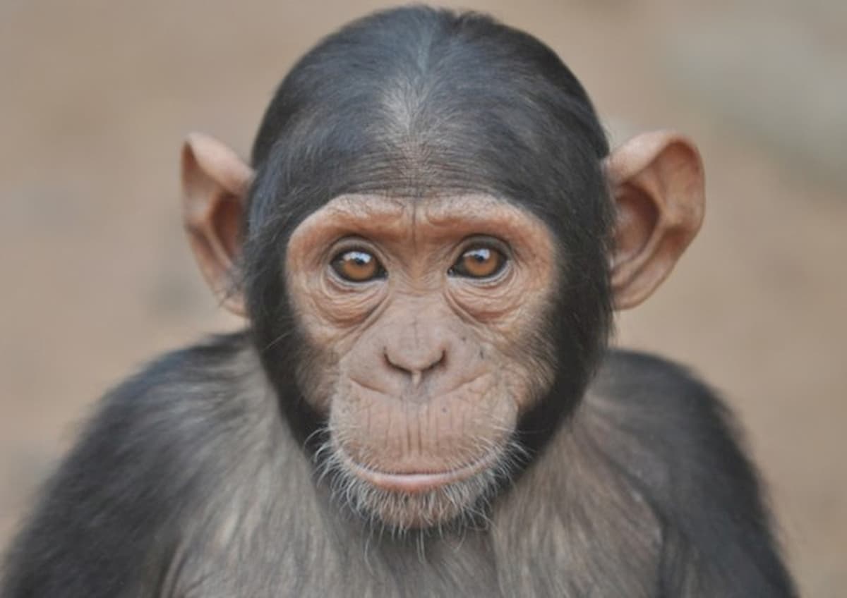 Gli scimpanzé muovono le labbra come gli umani. E "parlano" con ritmi diversi