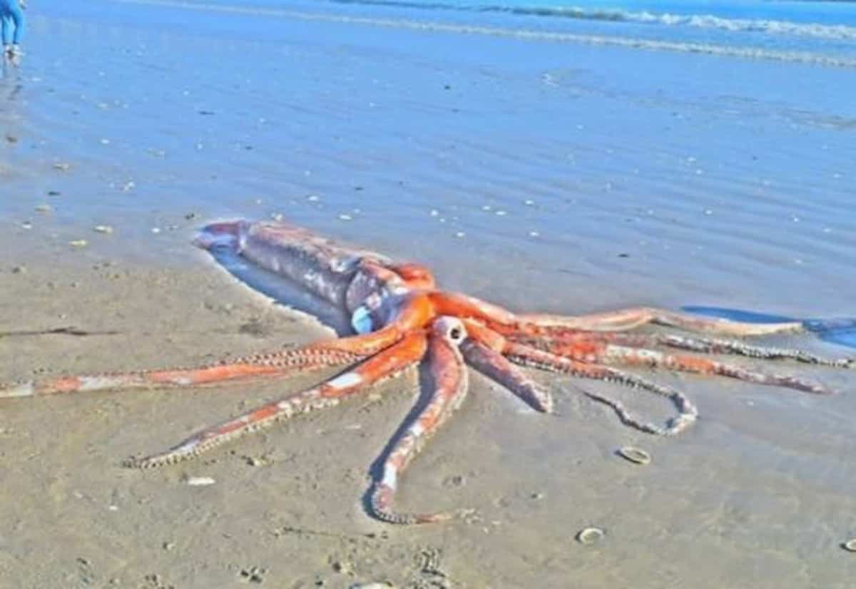 Calamaro gigante spiaggiato sulla costa del Sudafrica: lungo oltre 3 metri pesa 270 kg