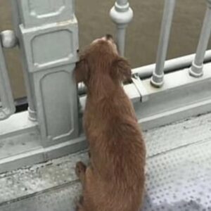 Cina, cane fedele vede il proprio padrone gettarsi dal ponte e ne aspetta il ritorno per giorni
