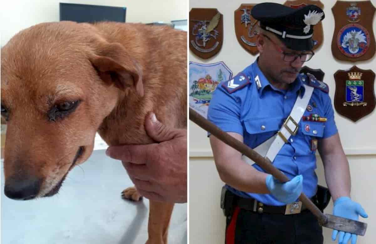 Torrenova, picchia il cane con una zappa e tenta di seppellirlo ancora vivo: 85enne denunciato