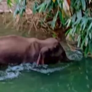 Elefantessa incinta muore in India: uccisa con un ananas pieno di petardi