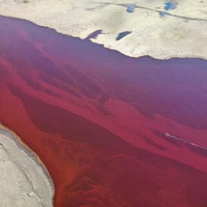 Siberia, disastro petrolifero, per Greenpeace come 30 anni fa con Exxon Valdez in Alaska