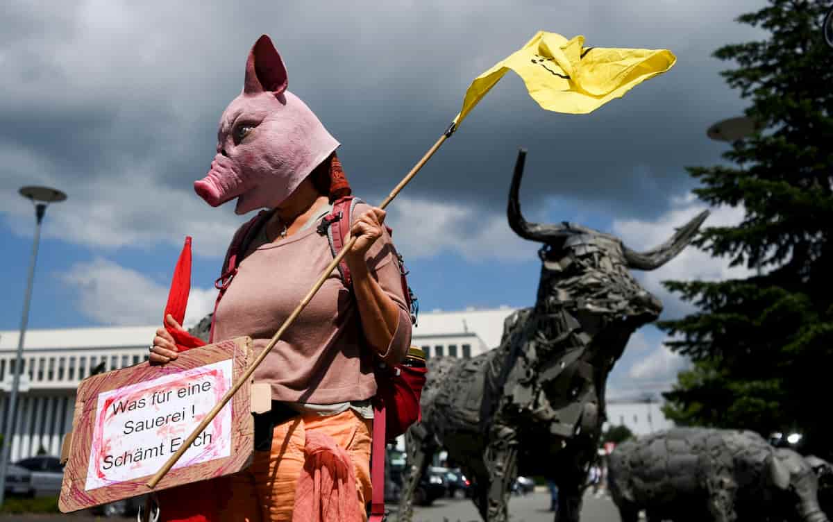 Le proteste degli animalisti dopo il focolaio nel mattatoio Toennies in Germania