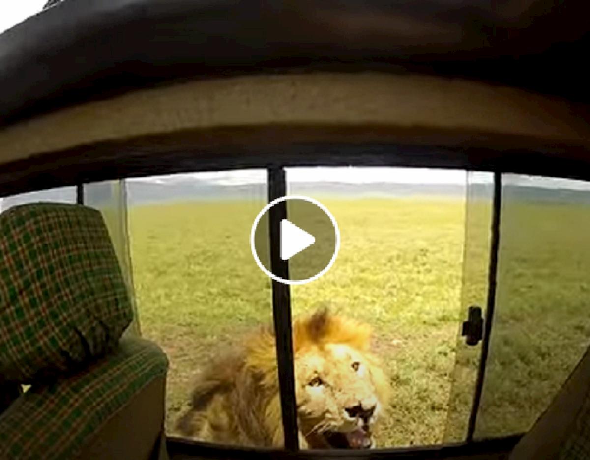 Tanzania, turista prova ad accarezzare un leone e rischia la vita