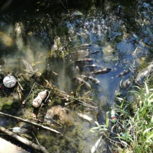 Pesci morti Tevere a Roma in centinaia: si indaga per sversamento tossico