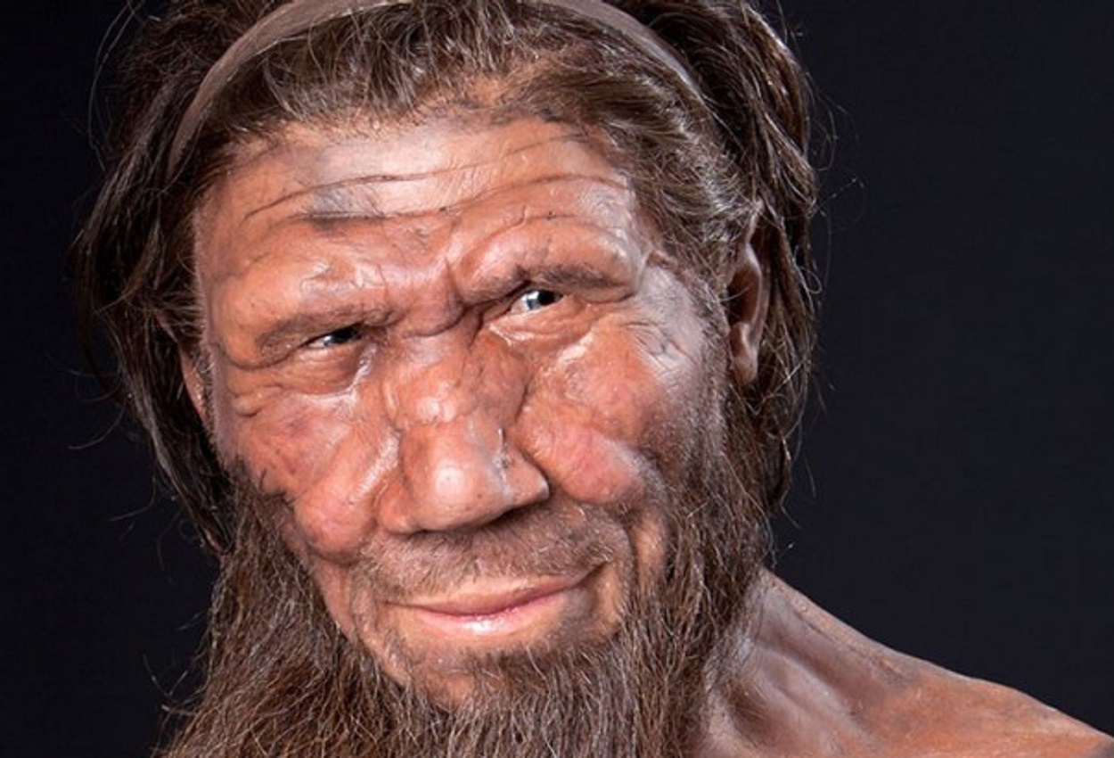 Neanderthal, Ansa