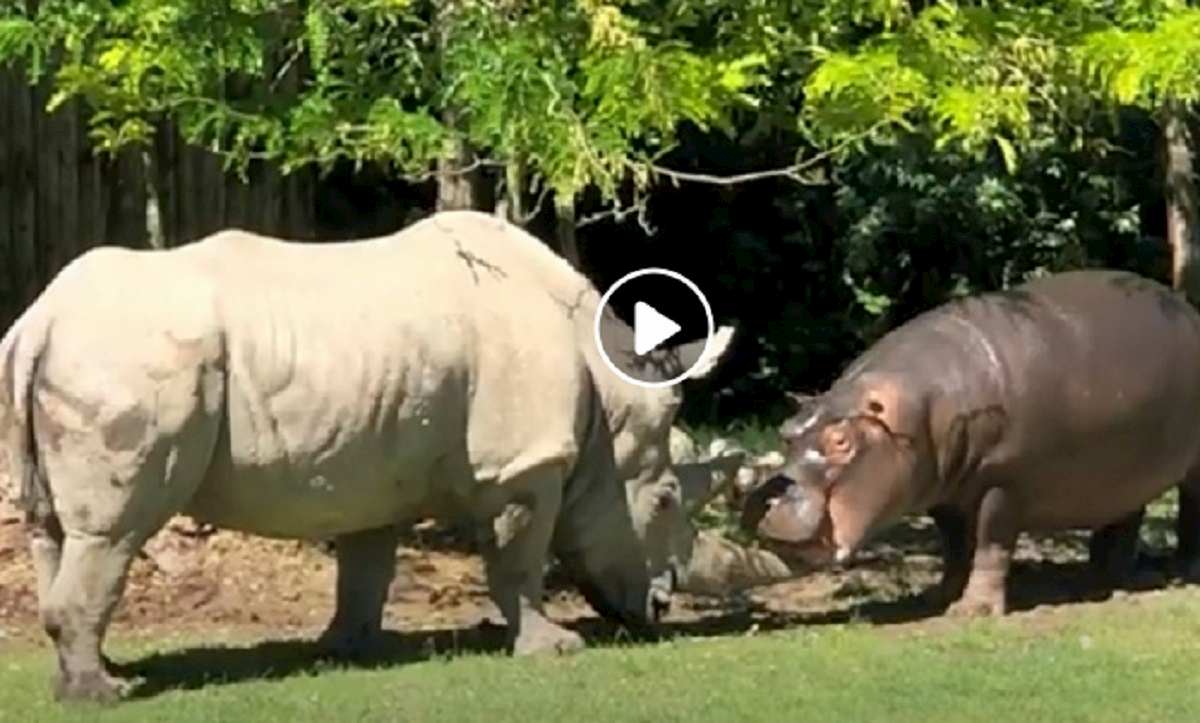 rinoceronte morte ippopotamo