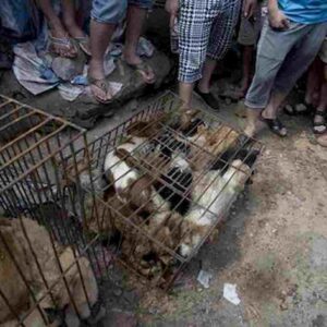 Cina, al via Festival della carne di cane a Yulin. Ma non era vietato?