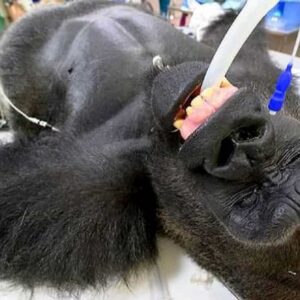 Il gorilla Shango è stato sottoposto al tampone