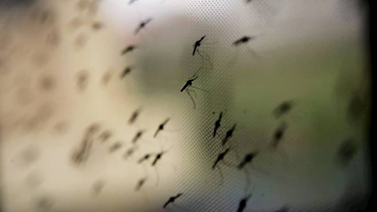 invasione di zanzare in italia