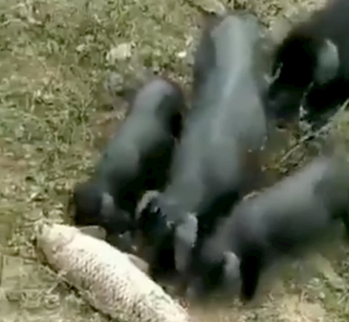 India, i maiali neri salvano un pesce spingendolo nello stagno VIDEO