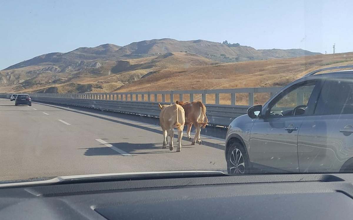 vitelli a passeggio su autostrada