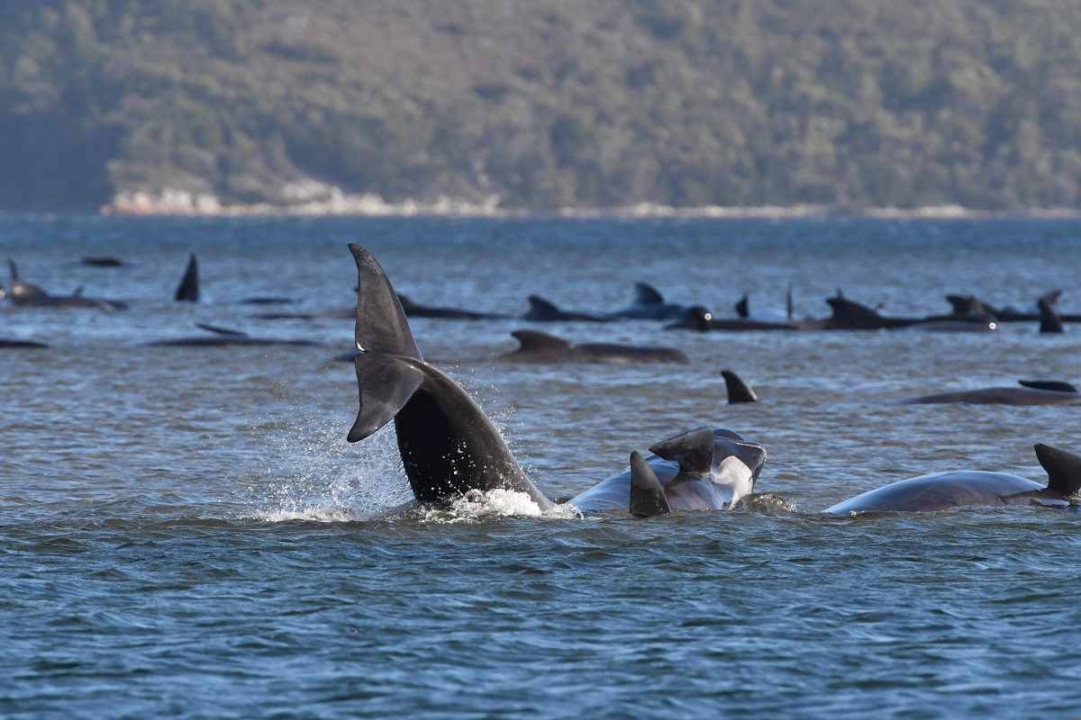 balene spiaggiate in tasmania