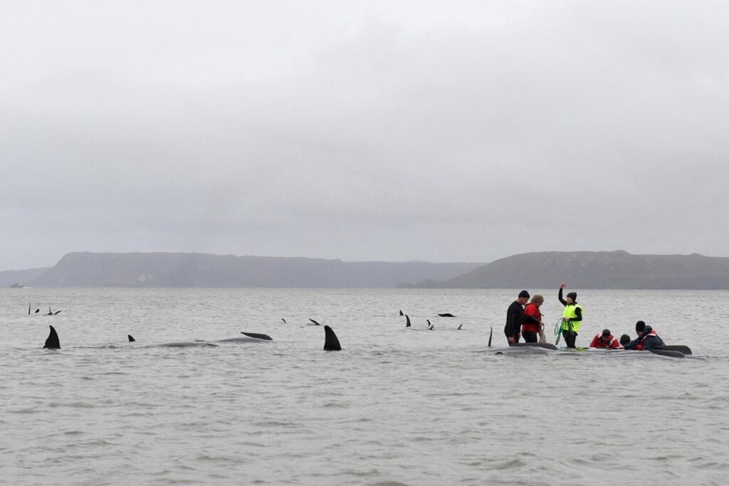 soccorritori in aiuto delle balene spiaggiate