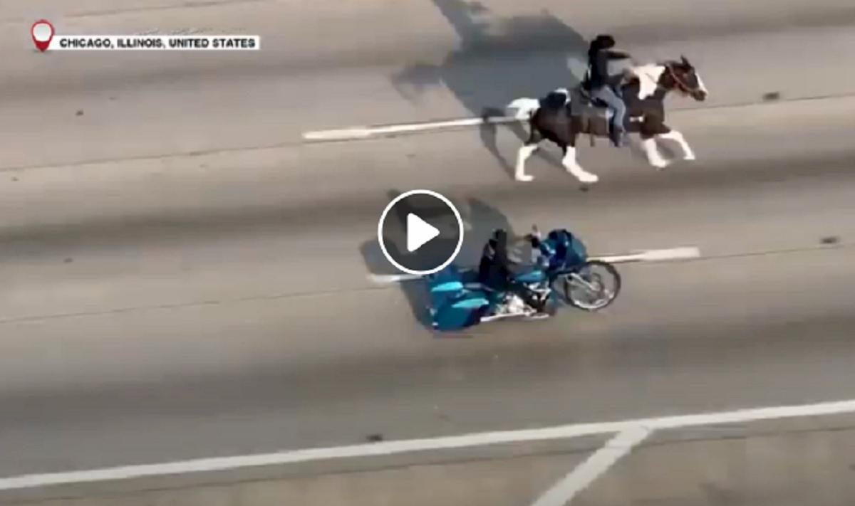 chicago cavallo scappa autostrada