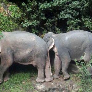 Undici elefanti morti, le zanne intatte: mistero in Zimbabwe. Indaga polizia
