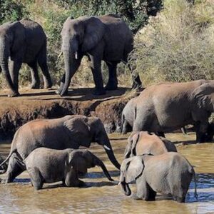 Botswana, strage di elefanti: 330 uccisi da batterio dell'acqua