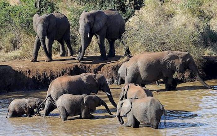 Botswana, strage di elefanti: 330 uccisi da batterio dell'acqua
