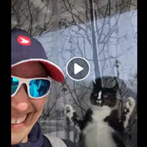 gato attacca la postina in Canada
