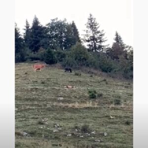 La mucca fa scappare l'orso che si stava avvicinando alla mandria VIDEO