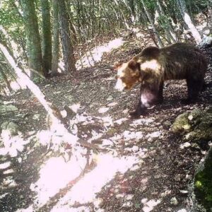 L'orso M49 catturato in Trentino, in un anno era scappato due volte