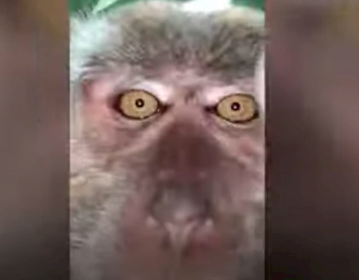 Malesia, scimmia ruba cellulare in casa e scatta selfie e video