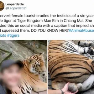 Thailandia, selfie mentre accarezza testicoli di una tigre. Zoo e turista nella bufera