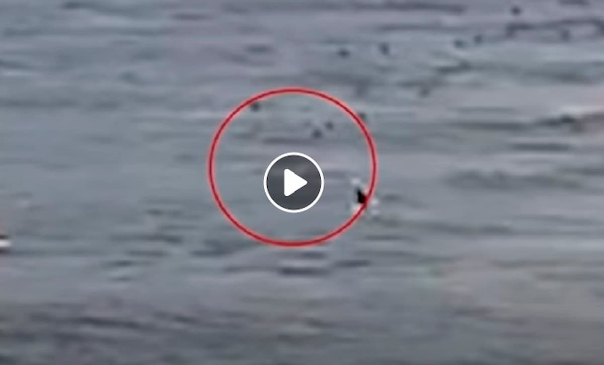 Squalo bianco attacca surfista in acqua e lo uccide in Australia VIDEO