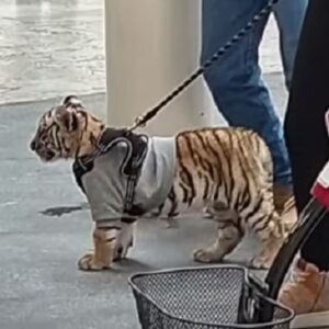 Passeggia con un cucciolo di tigre al guinzaglio, indignazione in Messico VIDEO