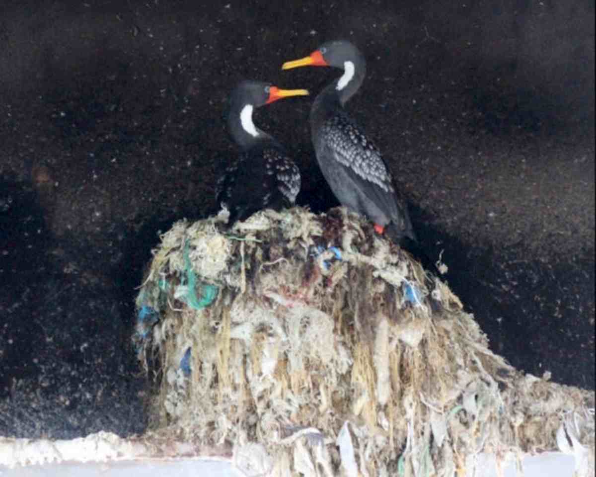 cormorani usano plastica