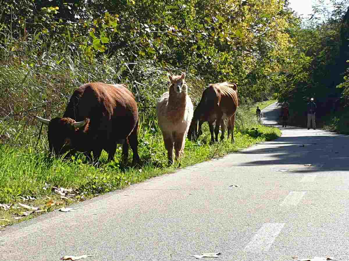 Roma: un alpaca, una mucca e un toro sulla pista ciclabile lungo Tevere