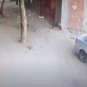 Cane randagio attacca un bambino in strada, gatto eroe salva il piccolo VIDEO