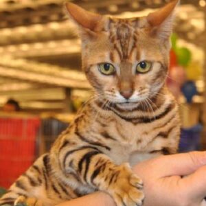 Acquistano online un gatto Savannah ma in realtà è un cucciolo di tigre