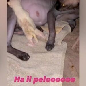 "Donna Paola", la gatta senza peli di Totti e Ilary ha partorito sei cuccioli molto diversi lei...