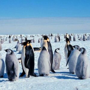 Olanda, pinguini gay rubano nido diventare 'genitori'