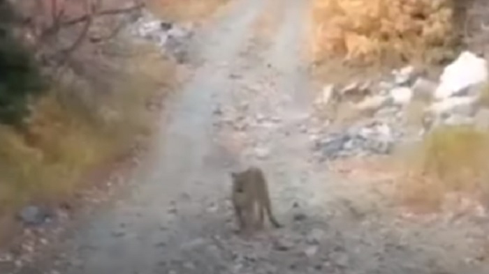 Runner inseguito da un puma per 6 minuti: "Non mi va di morire oggi" VIDEO