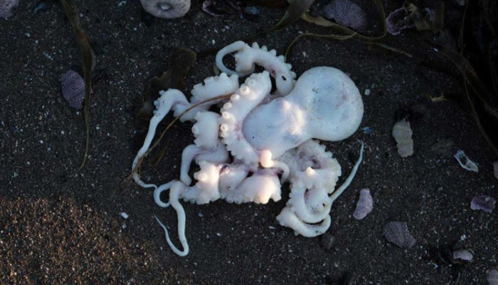 Disastro ambientale in Russia, spiagge piene di animali morti e schiuma gialla in mare