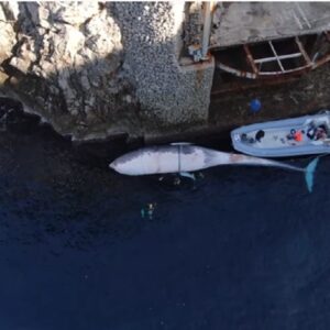 Balena morta a Capri, uccisa da un parassita e non dalla plastica VIDEO